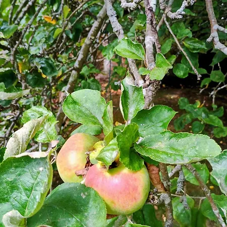 Casa Pinera Cudillero Villademar